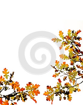 Fall Leaves on White