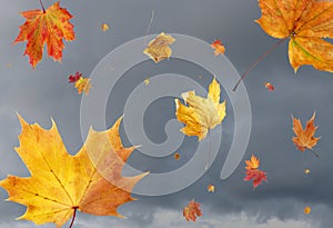 Fall leaves in the wind