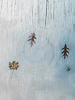 Fall leaves in wooden background