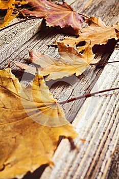 Fall leaves on wooden table