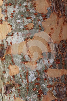 Fall lenticel elm bark