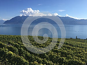 Fall light, Lavaux, UNESCO, vineyards