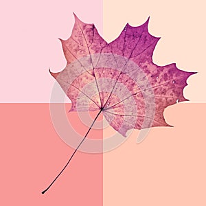 Fall maple leaf background in vintage style. Autumn arrives. Fantasy colorful backdrop.