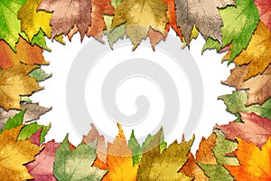Fall maple leaf border
