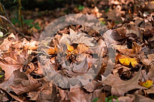 Fall Maple leaf