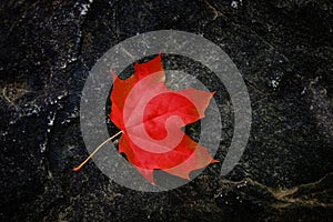 Fall Maple Leaf on Rough Rock in Wilderness Autumn