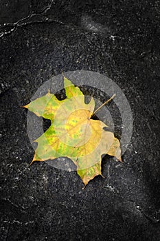 Fall Maple Leaf on Rough Rock in Wilderness Autumn