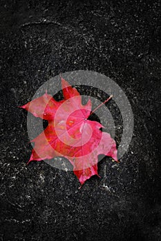 Fall Maple Leaf on Rough Rock in Wilderness Autumn