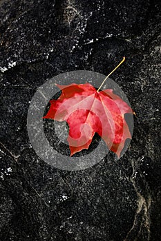 Fall Maple Leaf on Rough Rock in Wilderness Autumn