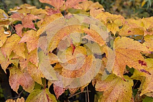 Fall maple leaf on wooden table in autumns