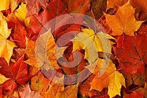 Fall maple leaf on wooden table, background texture