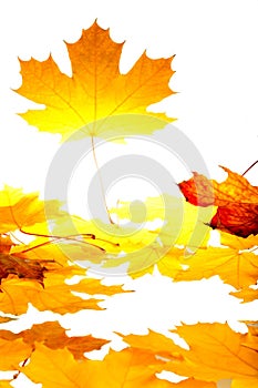 Fall maple leaves