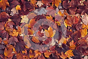 fall maple leaves background