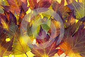 Fall Maple Leaves Background
