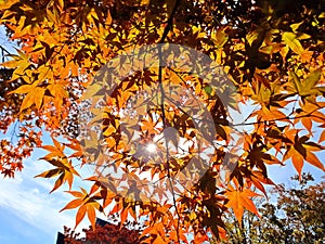 Fall maple leaves backlighted