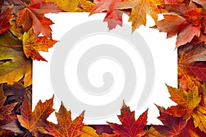 Fall Maple Leaves Border