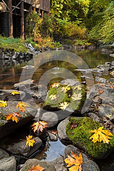 Fall Maple Leaves at Cedar Creek Grist Mill