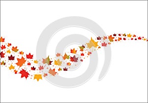 Fall Maple Leaves in curves shape