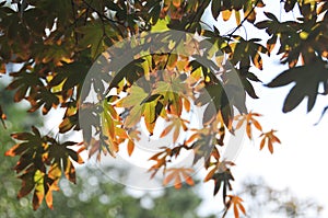Fall maple leaves foliage in orange and green colour in early Autumn in Korea