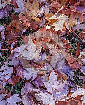 Fall maple leaves in a pile on the ground, view from above