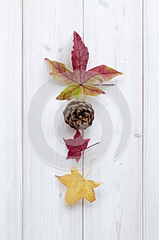 Fall maple leaves with pinecone on white wood