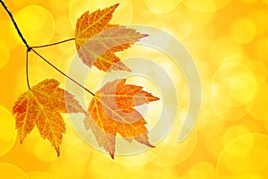 Fall Maple Leaves Trio with Bokeh Background photo