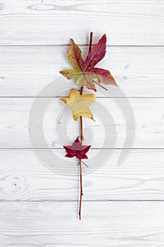 Fall maple leaves on white wood background