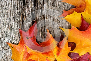 Fall maple leaves on wooden table