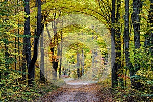 Fall Maple Lined Road