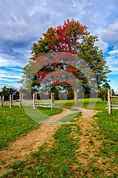 Fall maple and split rail fence, Cumberland Gap National Park