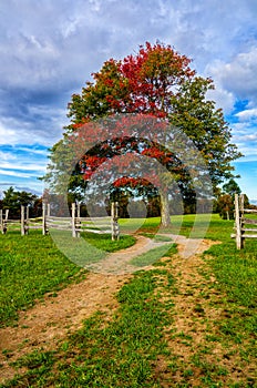 Fall maple and split rail fence, Cumberland Gap National Park photo