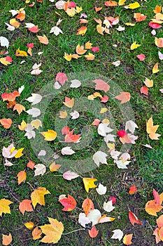 Fall Maple Tree Leaves on Green Lawn