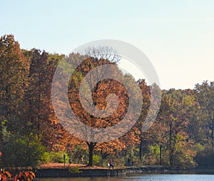 Fall Maple Tree with Orange Leaves Half Full on Forest Preserve Lake