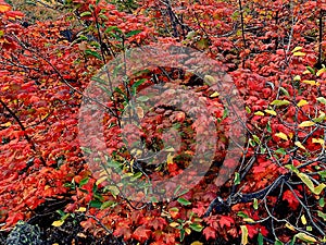 Fall maple vines in hardened lava rock