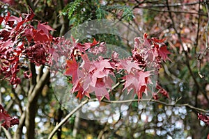 Fall maples - Acer palmatum - at botanical garden.