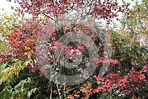 Fall maples - Acer palmatum - at botanical garden.