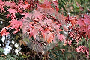 Fall maples - Acer palmatum - at botanical garden.