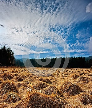 Fall meadow