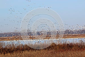 Fall migration of Snow Geese