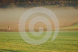 Country field fog landscape on autumn day