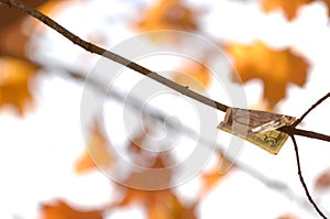 Fall Money Clinging from a Tree Branch with Orange Maple Leaves