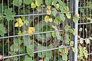 fall month october shows colorful red and green leaves on a fence and wall