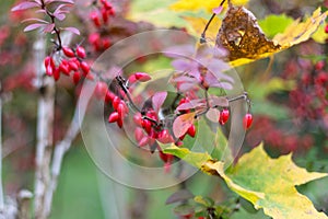 fall month october shows colorful red and green leaves on a fence and wall