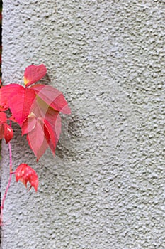 fall month october shows colorful red and green leaves on a fence and wall