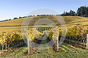 Fall Morning Colors of Vineyards in the Mid Willamette Valley, Marion County, Western Oregon