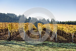 Fall Morning Colors of Vineyards in the Mid Willamette Valley, Marion County, Western Oregon