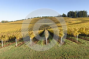 Fall Morning Colors of Vineyards in the Mid Willamette Valley, Marion County, Western Oregon