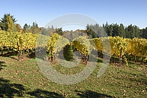 Fall Morning Colors of Vineyards in the Mid Willamette Valley, Marion County, Western Oregon