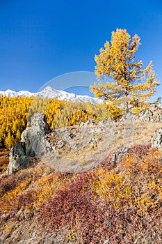 Fall in Mountains. Landscape panorama.