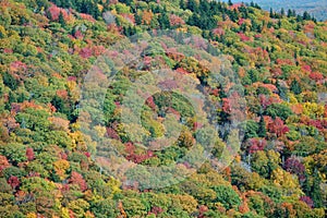 Fall in Mt. Mitchell, area Yancey County, North Carolina, United States